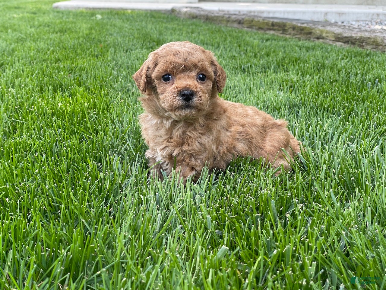 Miniature Poodle dogs Aaron Miniature Poodle Puppy  - Ad 2