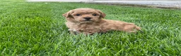 Miniature Poodle dogs for sale: Aaron Miniature Poodle Puppy  - Ad 2