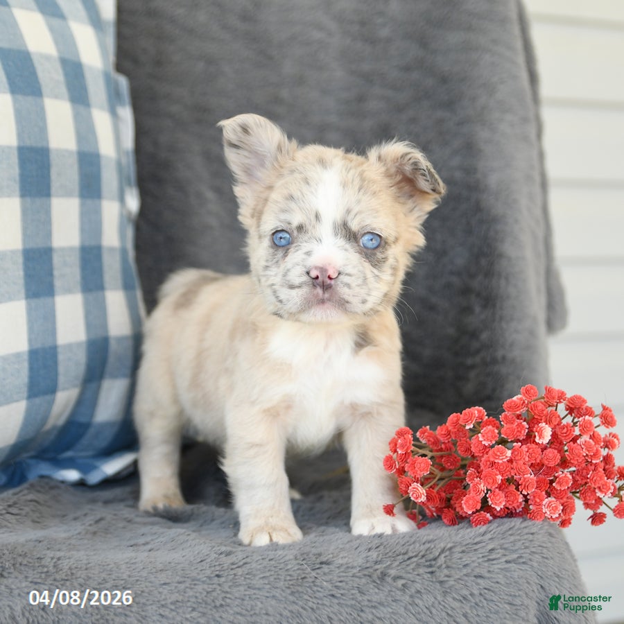 French Bulldog dogs Freddie - Ad 1