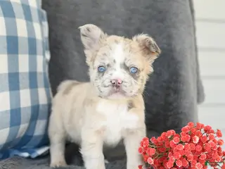 French Bulldog dogs for sale: Freddie - Ad 4