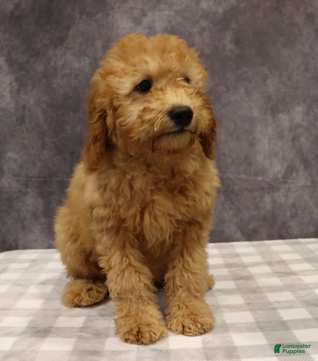 Mini Goldendoodle dogs for sale: Molly - Ad 3