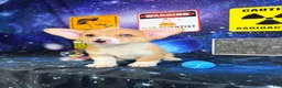 Welsh Corgi Pembroke dogs for sale: Cosmo - Ad 4