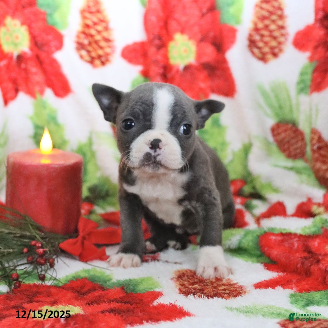 Boston Terrier dogs for sale: Harley - Ad 4