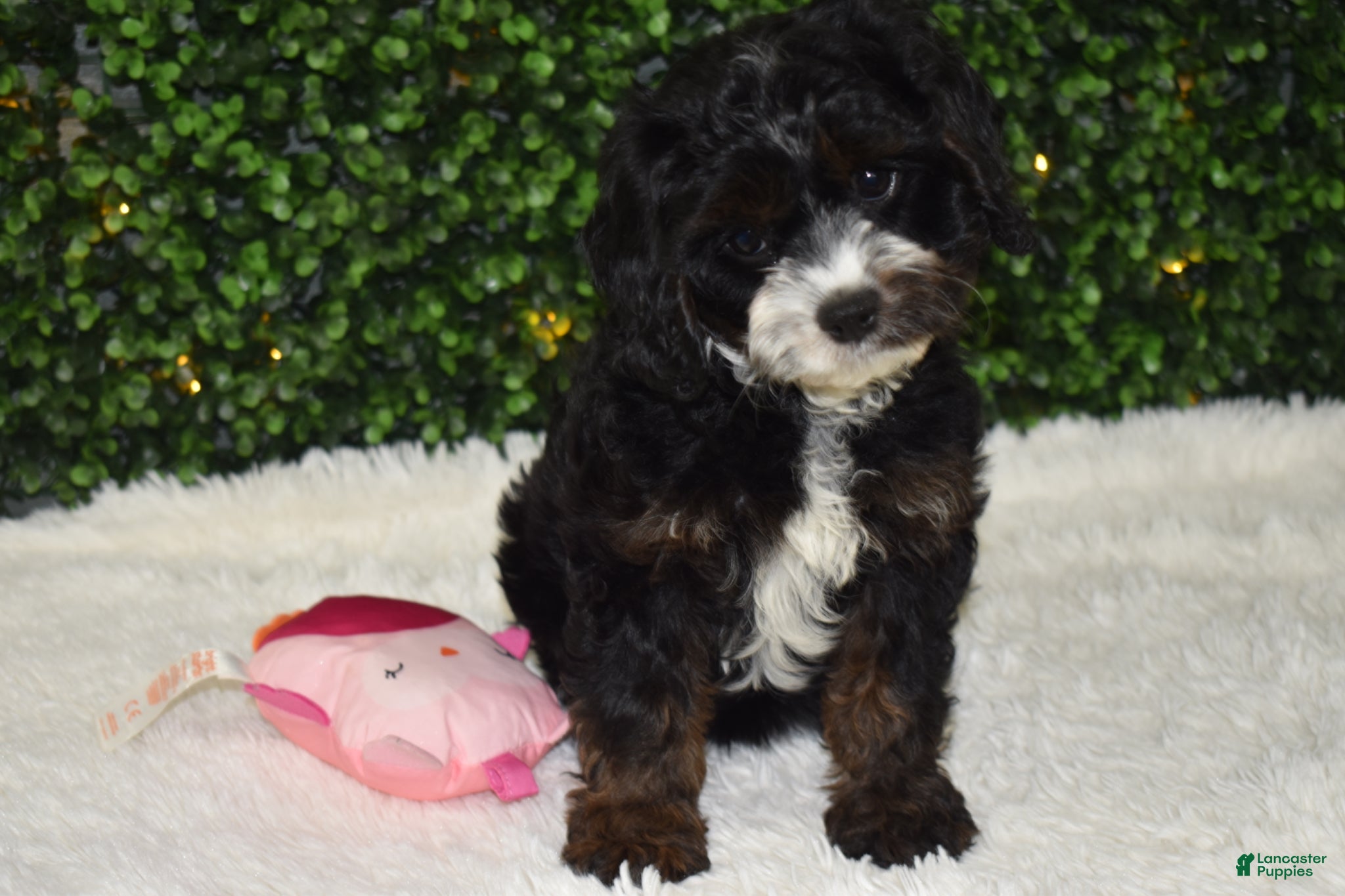 Cavapoo dogs Bristol - Ad 2