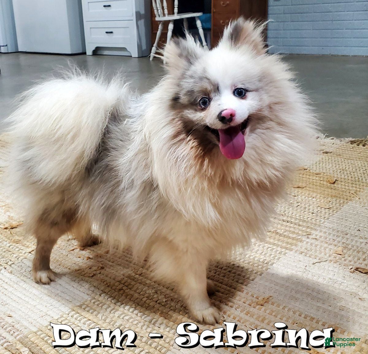 Pomeranian dogs for sale: Rose - Ad 10