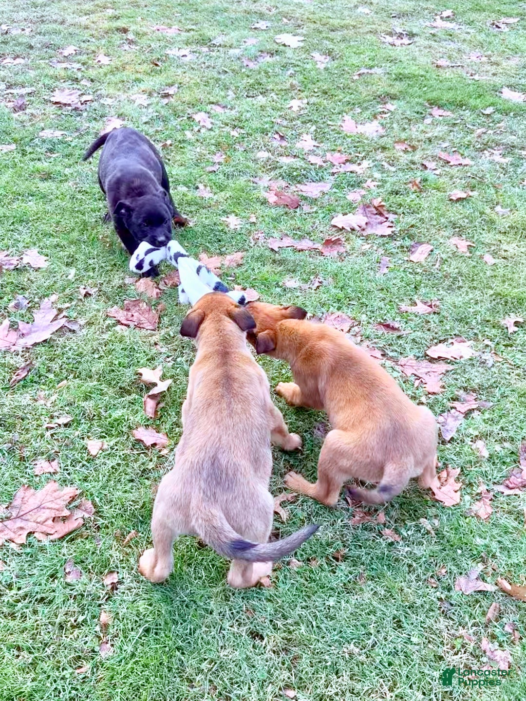 Mixed Breed dogs for sale: Black collar - Female Brindle - Ad 2