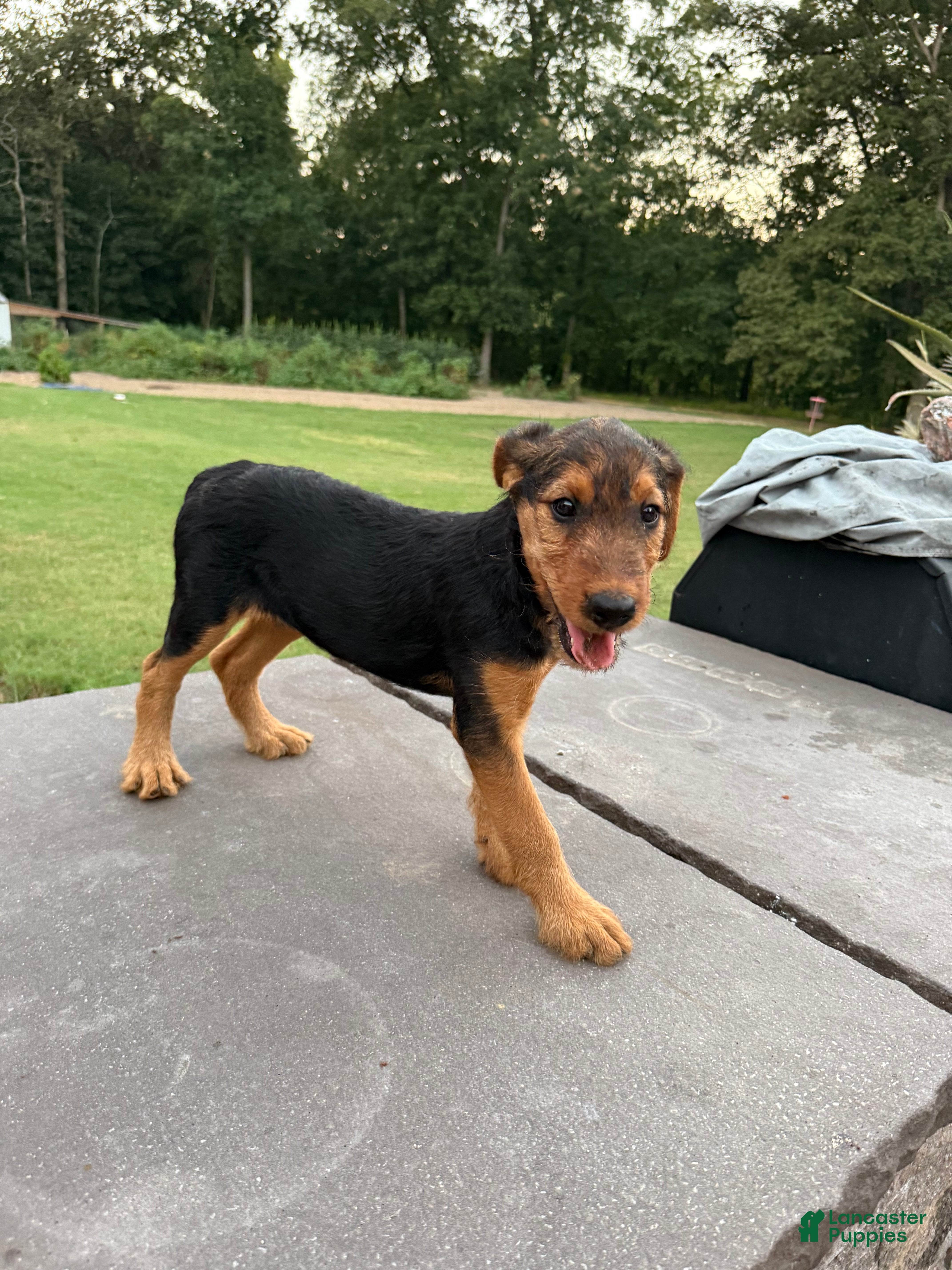 Airedale Terrier dogs for sale: AKC Dolly  - Ad 4