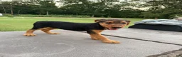 Airedale Terrier dogs for sale: AKC Dolly  - Ad 1