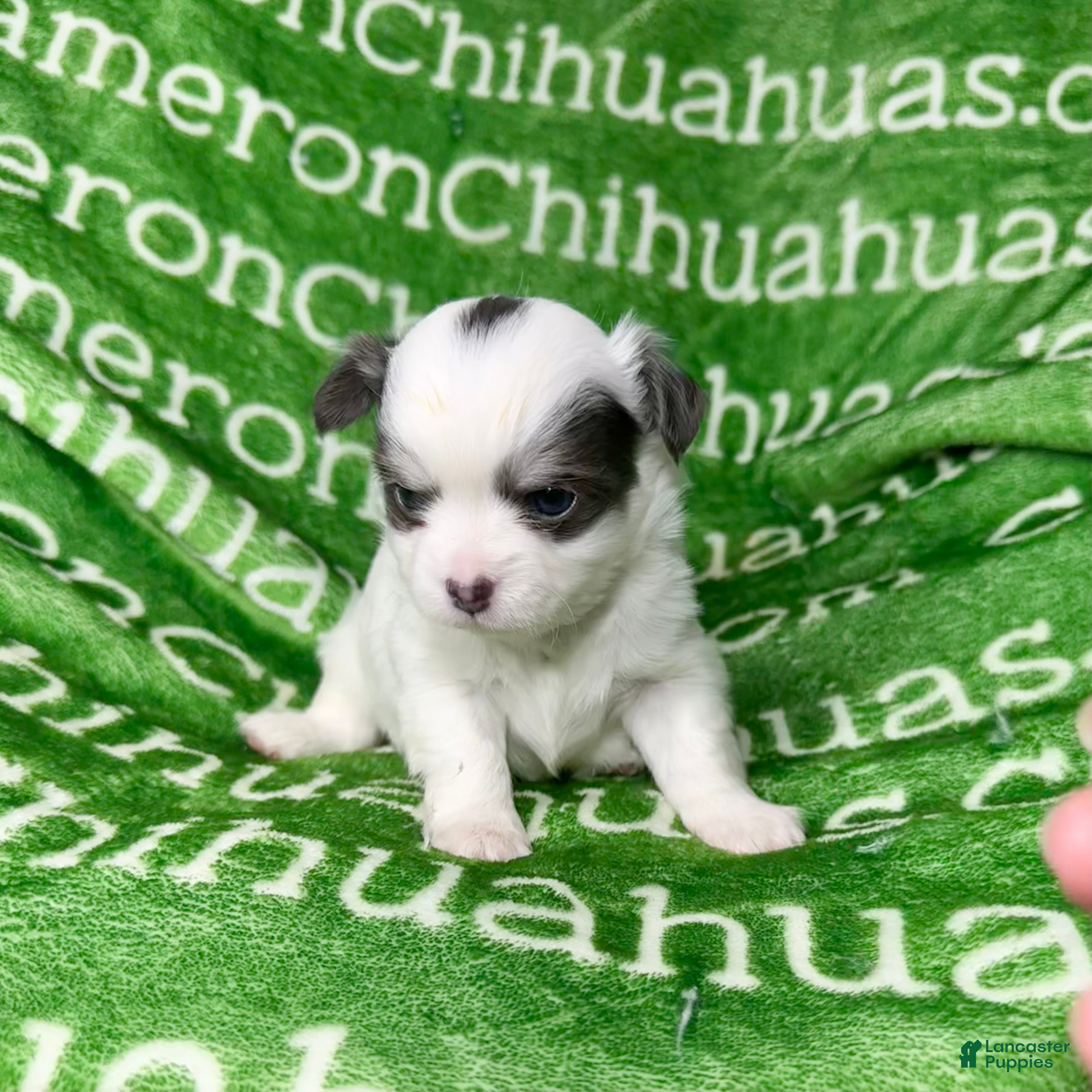 Chihuahua dogs Gabriel Blue Spotted - Ad 2