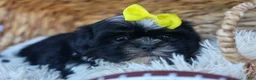 Shih Tzu dogs for sale: SASHA - Ad 9