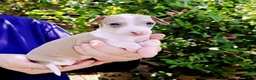 Italian Greyhound dogs for sale: Sunny - Ad 3