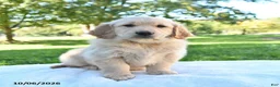 Golden Retriever dogs for sale: Roxie - Ad 3