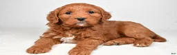 Mini Goldendoodle dogs for sale: Bailey - Ad 7