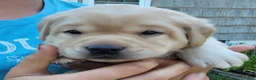 Labrador Retriever dogs for sale: Lexi - Ad 8