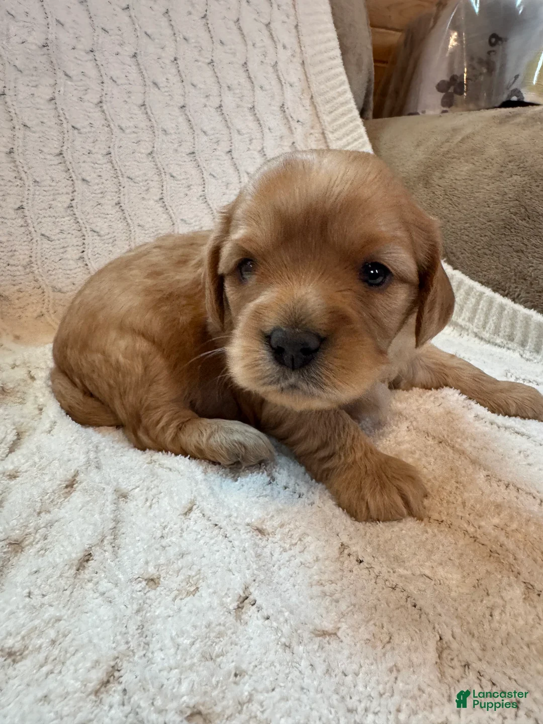 Cavapoo dogs for sale: Bonnie - Ad 2