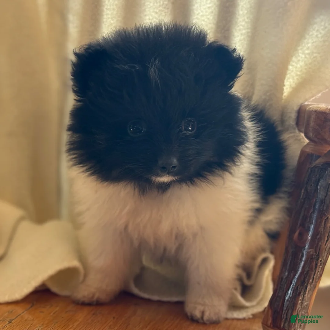 Pomeranian dogs for sale: Kyana - Ad 6