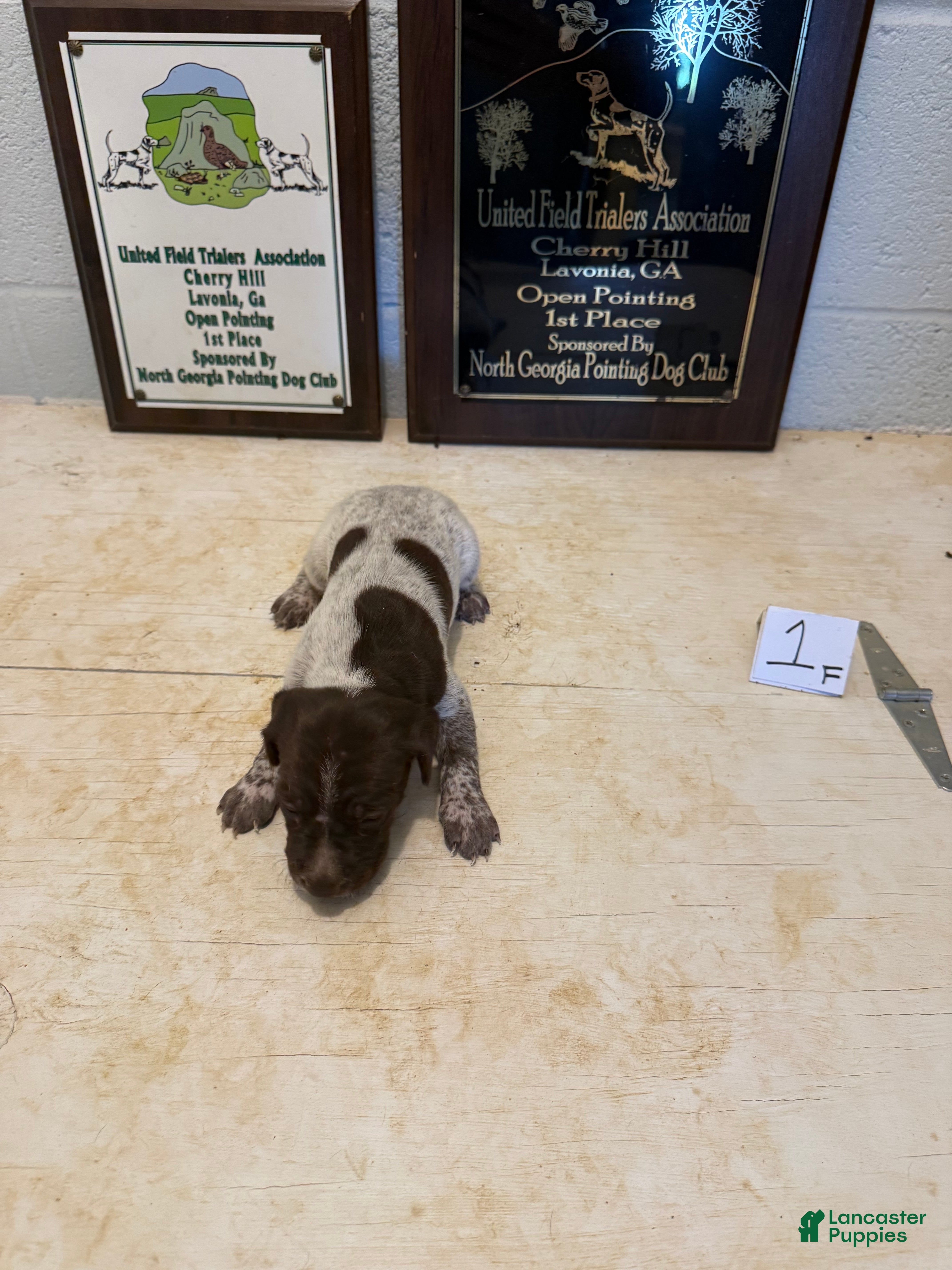 German Shorthaired Pointer dogs German Shorthaired Pointer 5 - Ad 1