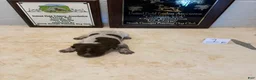 German Shorthaired Pointer dogs for sale: German Shorthaired Pointer 5 - Ad 1
