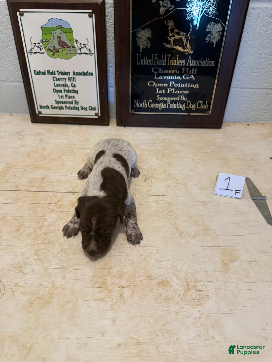 German Shorthaired Pointer dogs for sale: German Shorthaired Pointer 5 - Ad 1
