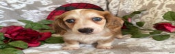 Miniature Dachshund dogs for sale: Brynn - Ad 4