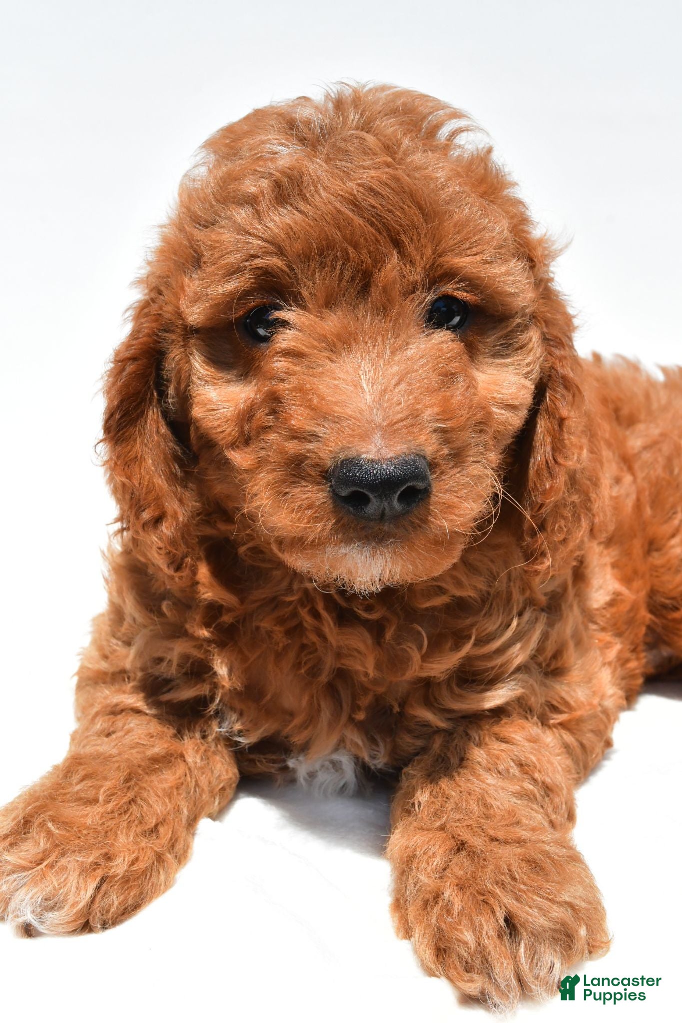 Mini Goldendoodle dogs Max - Ad 2