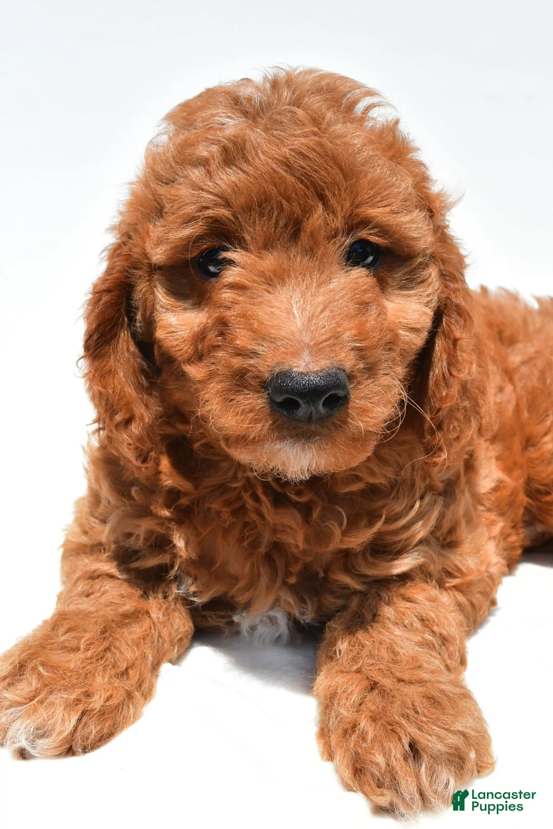 Mini Goldendoodle dogs for sale: Max - Ad 2