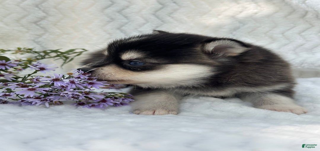 Gallery Image {{count}}