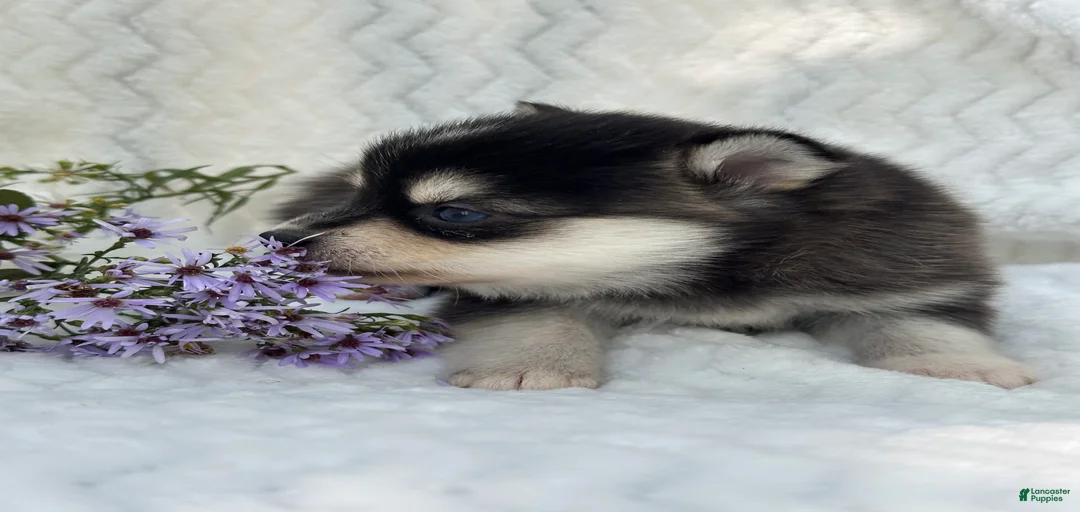 Gallery Image {{count}}