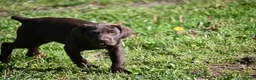 German Shorthaired Pointer dogs for sale: Buck - Ad 10