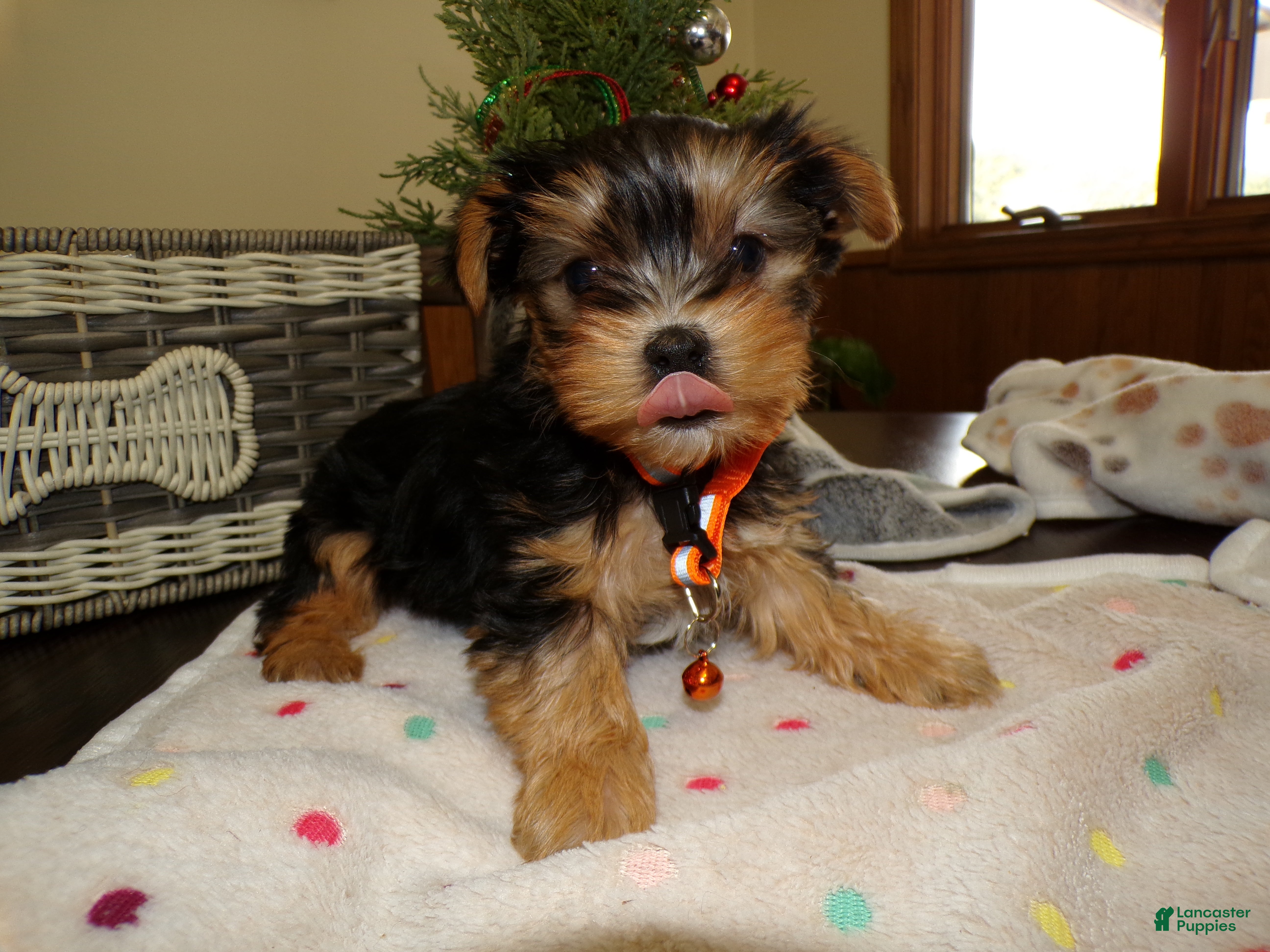 Yorkshire Terrier dogs Yorkshire Terrier Puppy 1 Toto - Ad 14