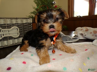 Yorkshire Terrier dogs Yorkshire Terrier Puppy 1 Toto - Ad 14