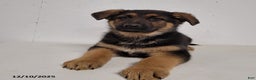 German Shepherd dogs for sale: Barney - Ad 2