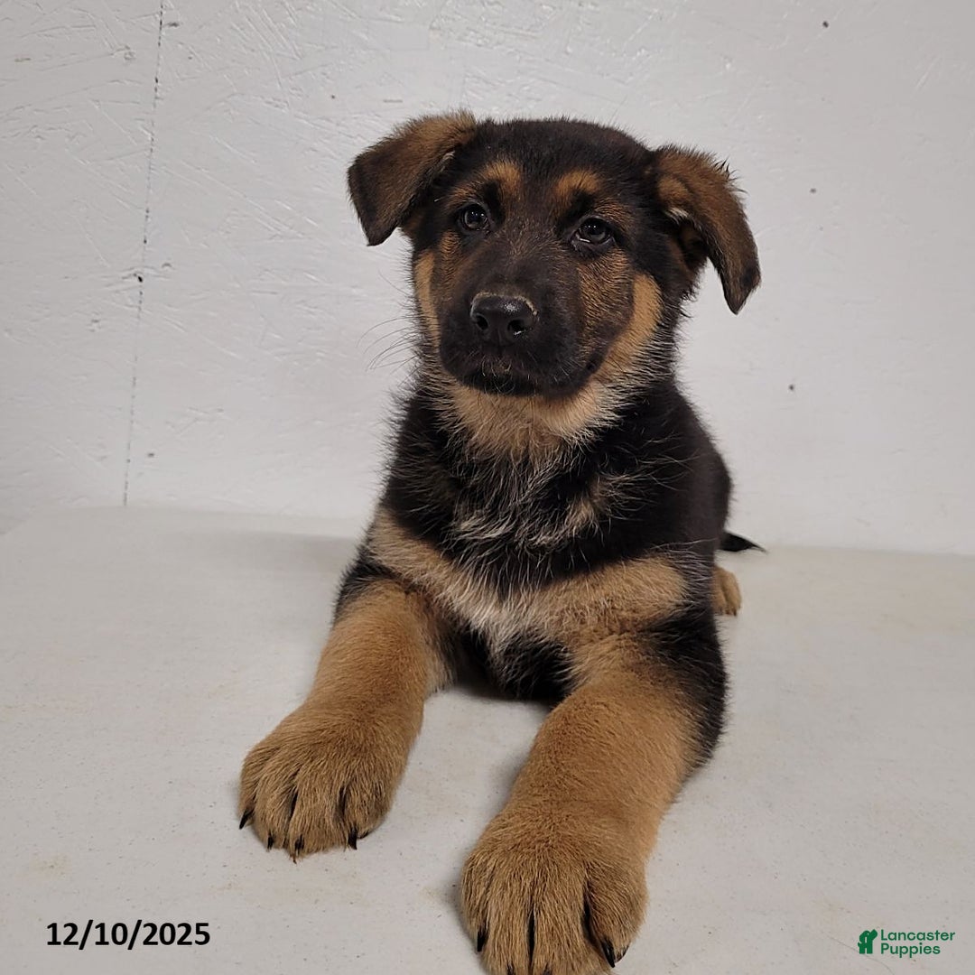 German Shepherd dogs for sale: Barney - Ad 2