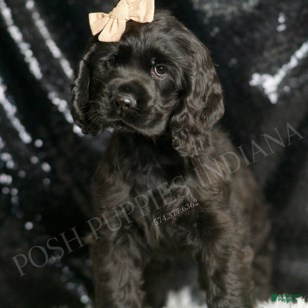 Cocker Spaniel dogs for sale: Freddy - Ad 2