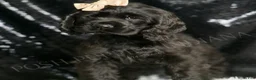 Cocker Spaniel dogs for sale: Freddy - Ad 2