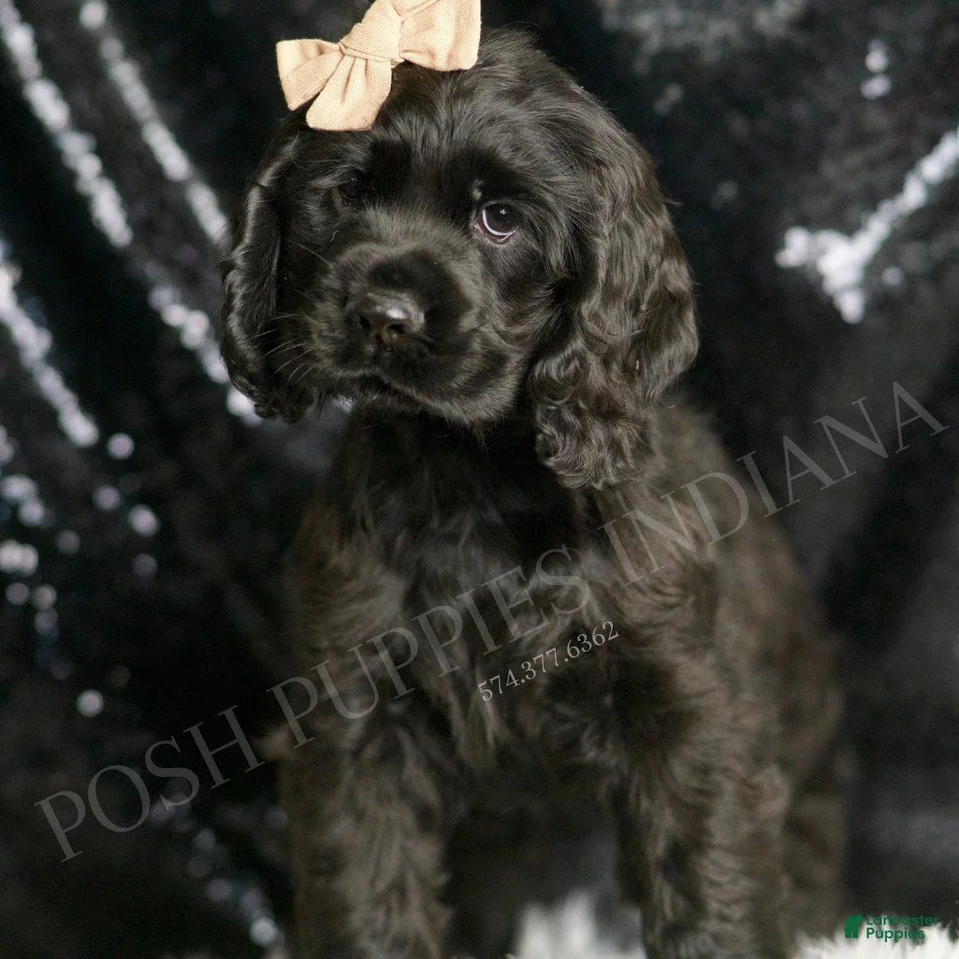 Cocker Spaniel dogs for sale: Freddy - Ad 2