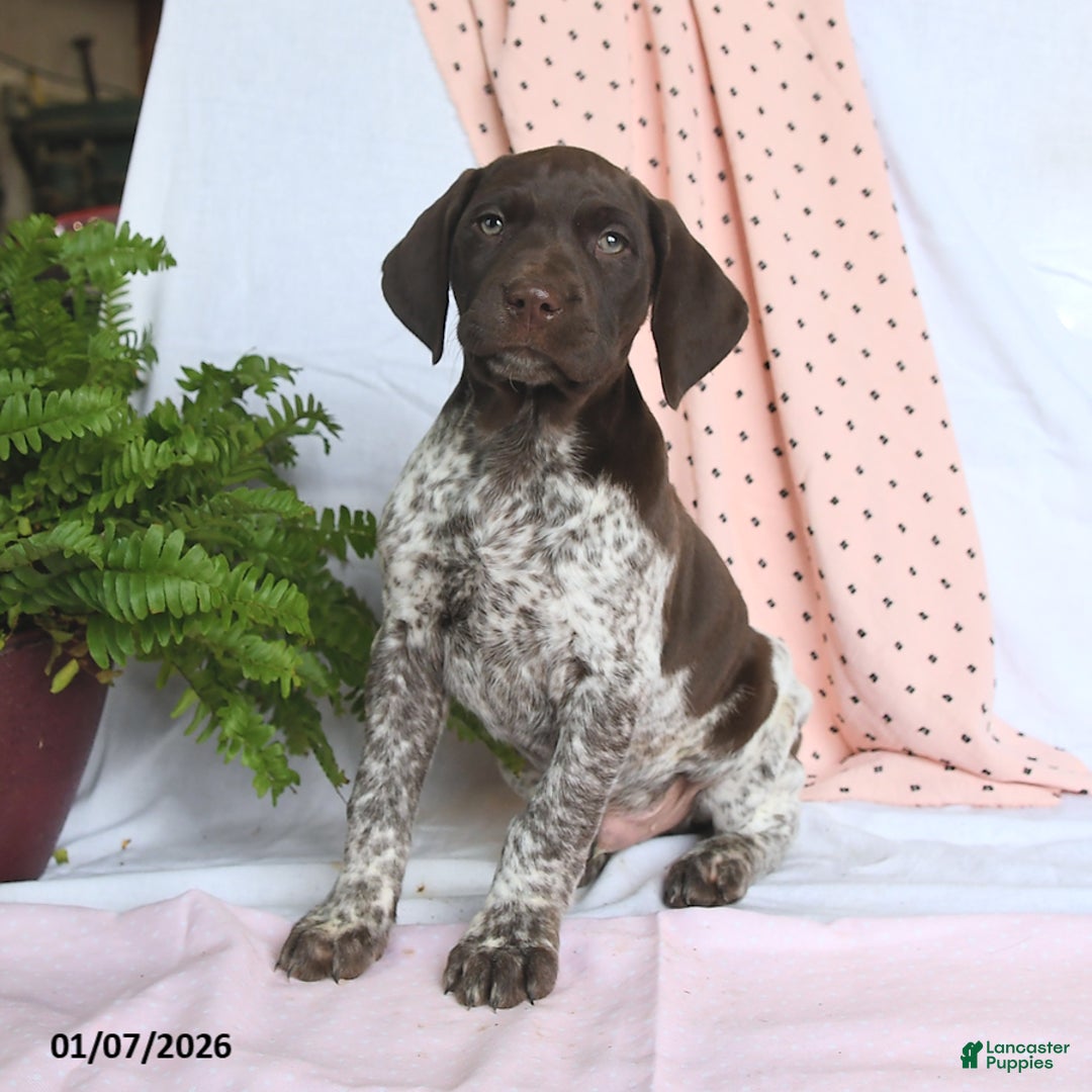 German Shorthaired Pointer dogs for sale: Archie - Ad 3
