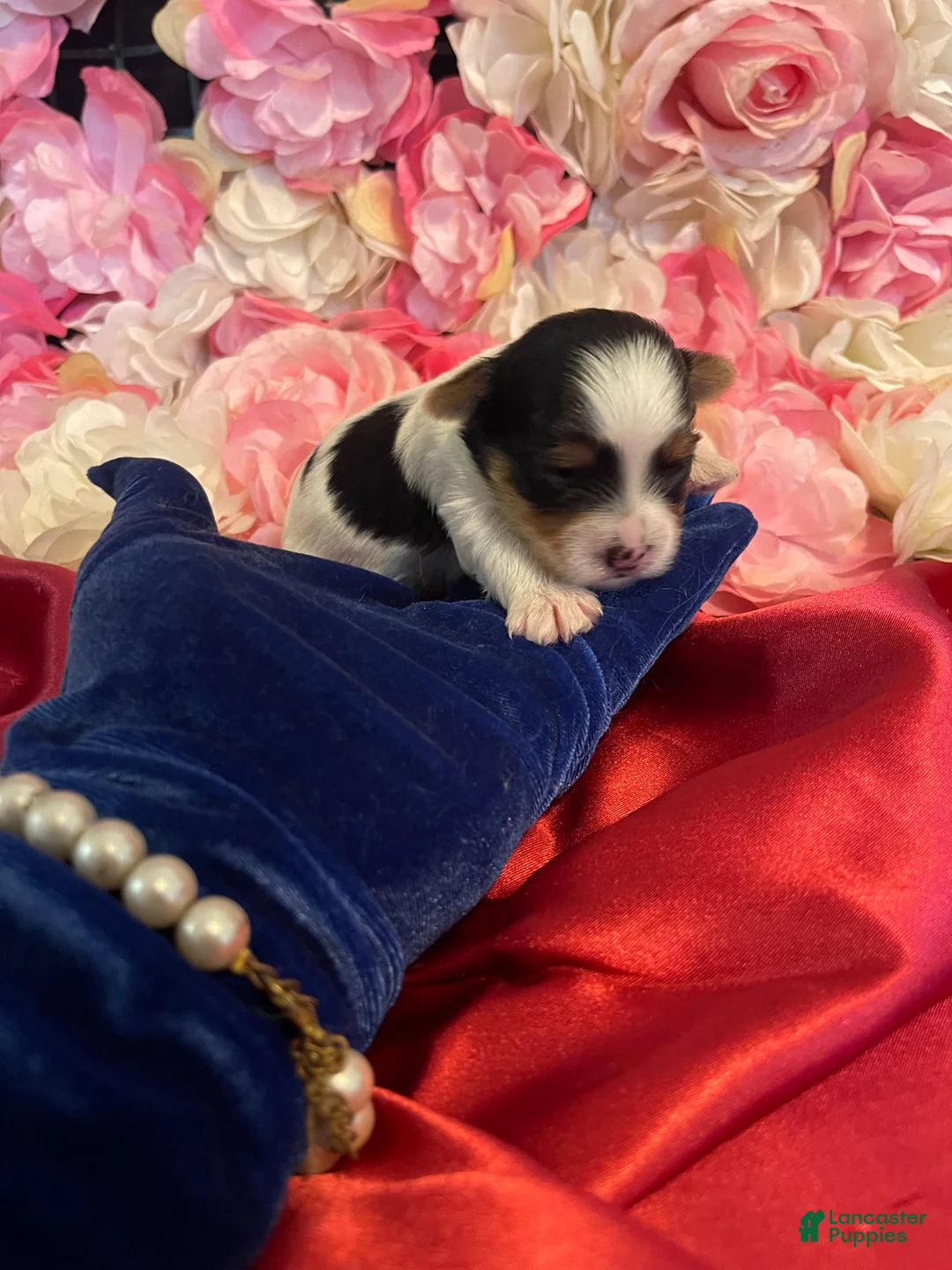 Yorkshire Terrier dogs for sale: Biscoff - Ad 2