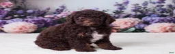 Mini Goldendoodle dogs for sale: Charlie - Ad 4