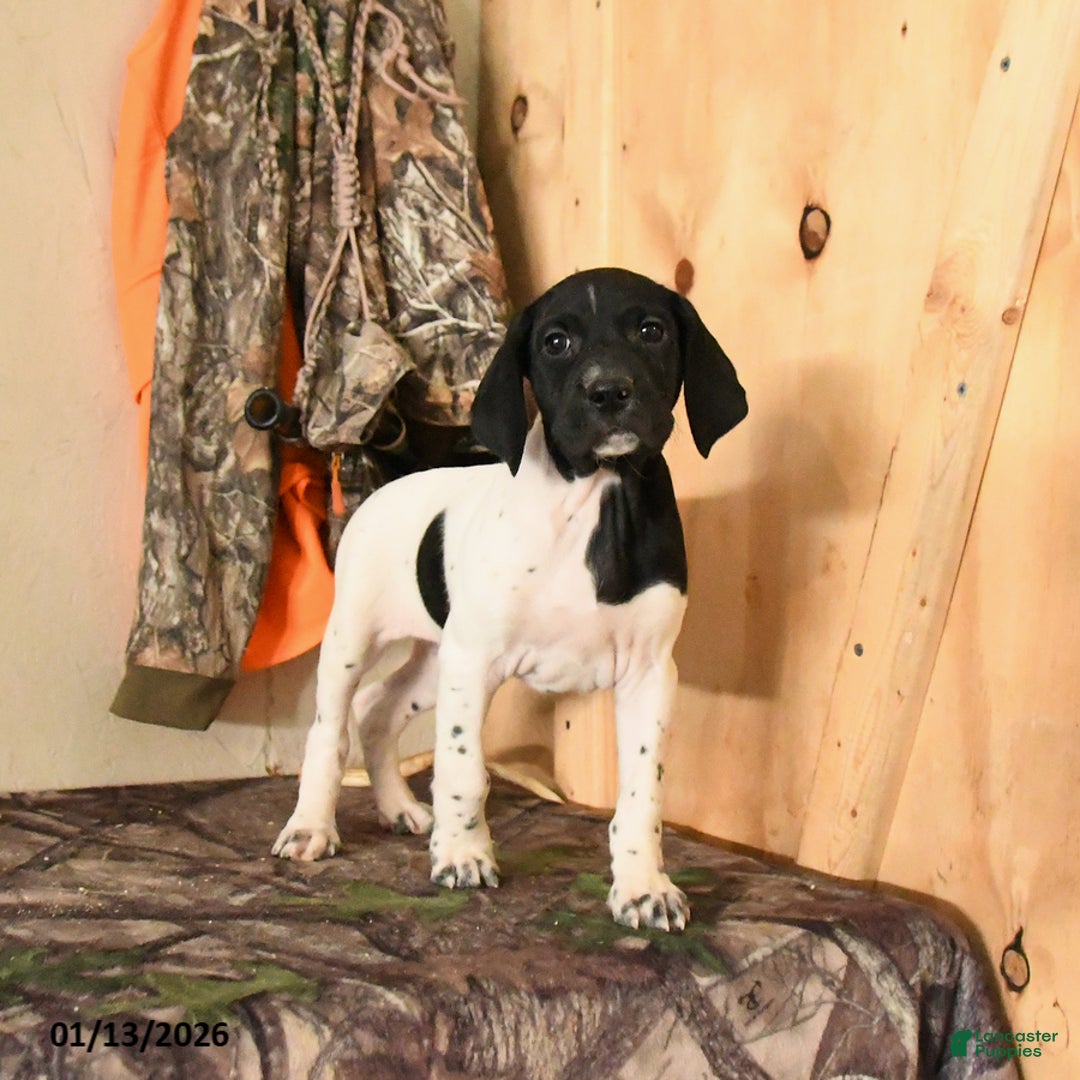 German Shorthaired Pointer dogs for sale: Hazel - Ad 3
