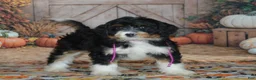 Mini Bernedoodle dogs for sale: Rosie - Ad 3