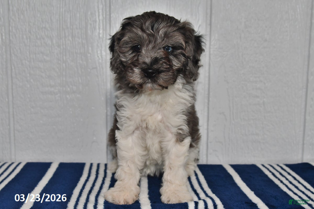 Cockapoo dogs Sally - Ad 1