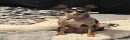 Chihuahua dogs for sale: Chihuahua 2 - Ad 13