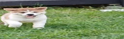 Akita dogs for sale: Cypress - Ad 2