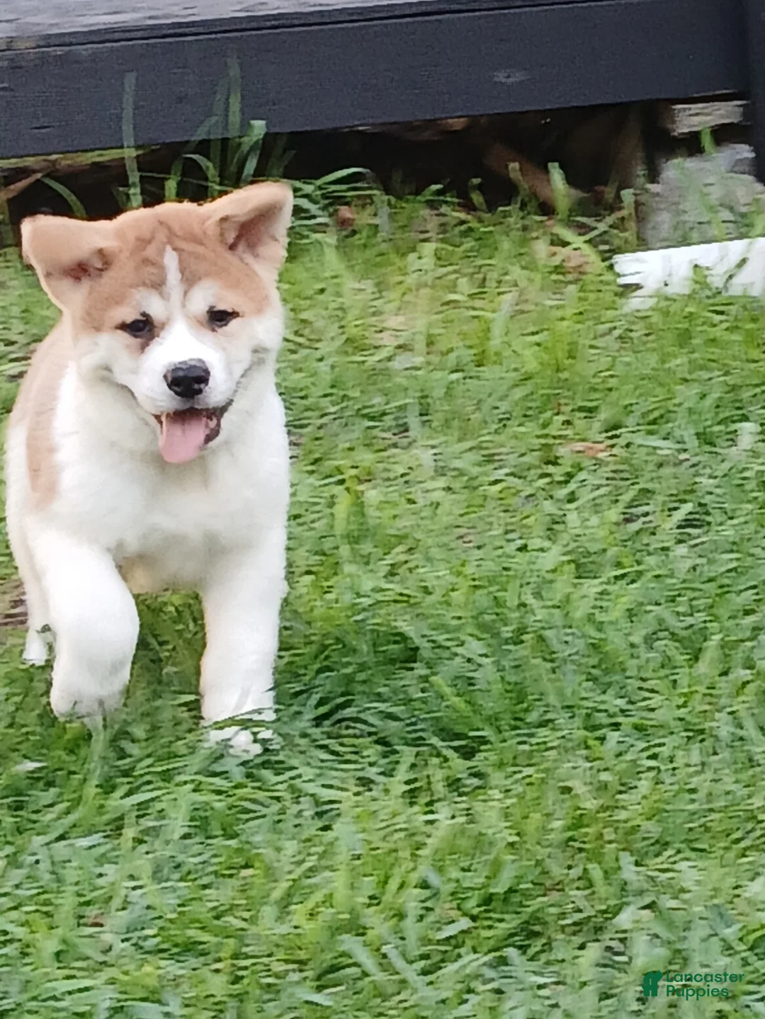 Akita dogs for sale: Cypress - Ad 2