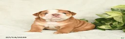 English Bulldog dogs for sale: Taser - Ad 4