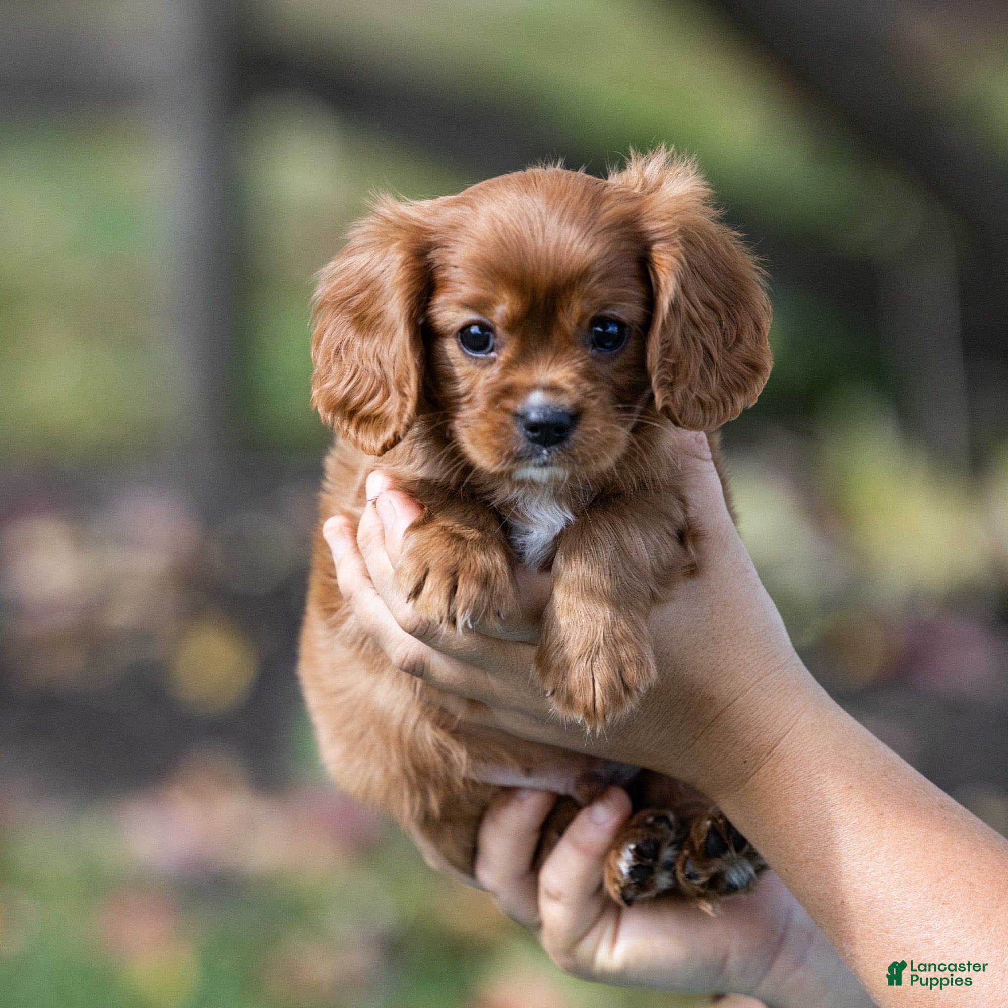 Cavalier King Charles Spaniel dogs Nutmeg - Ad 1