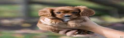 Cavalier King Charles Spaniel dogs for sale: Nutmeg - Ad 1
