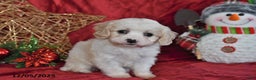 Cavachon dogs for sale: Indy Joy - Ad 5