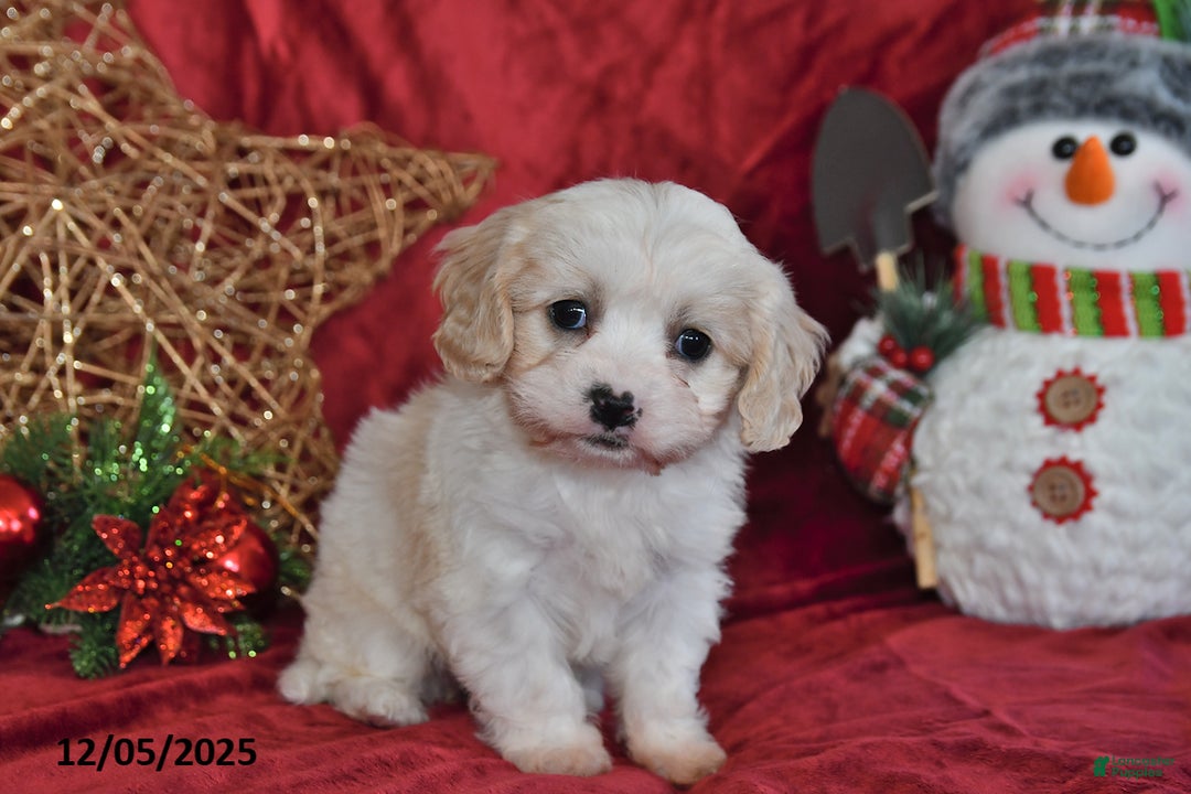 Cavachon dogs for sale: Indy Joy - Ad 5